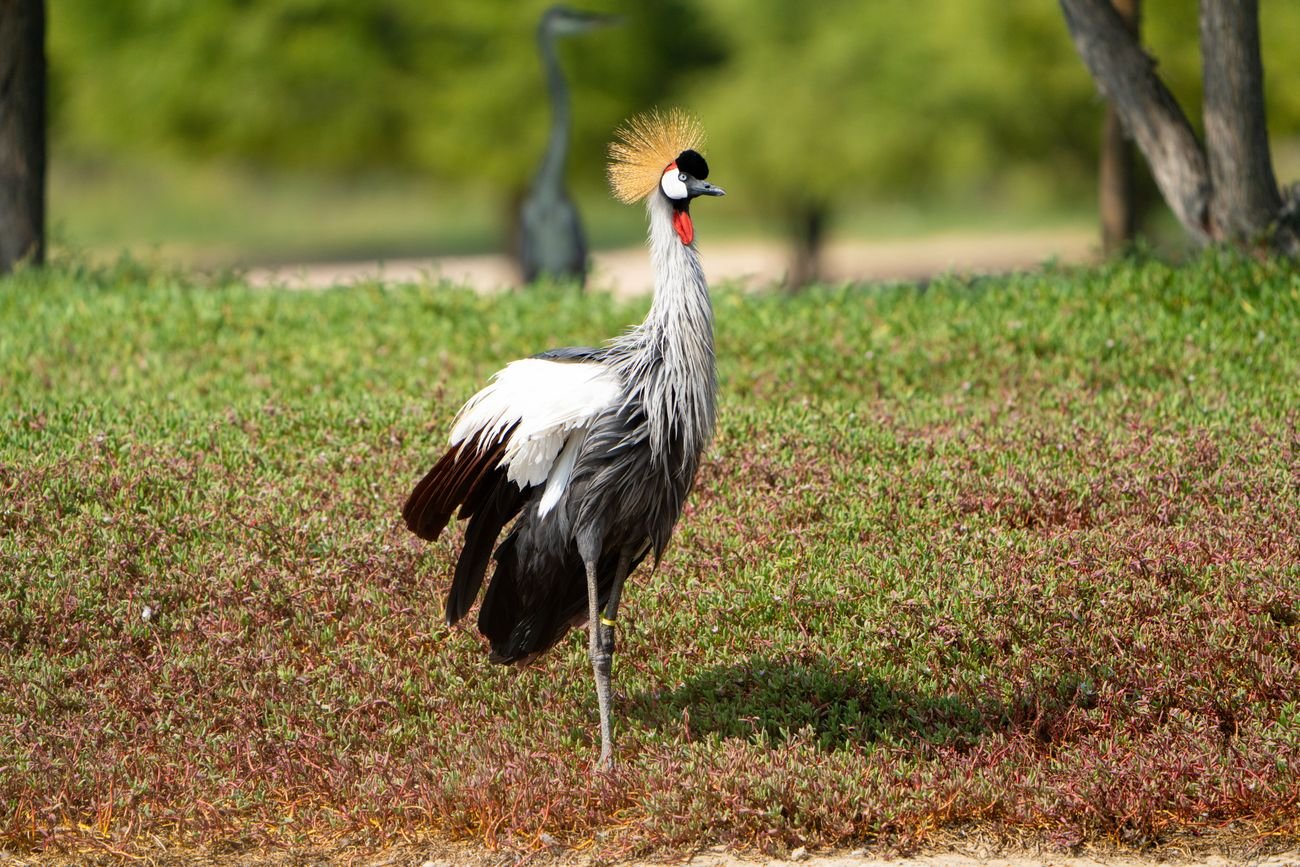 Half of Africa's birds, in a country the size of Great Britain.