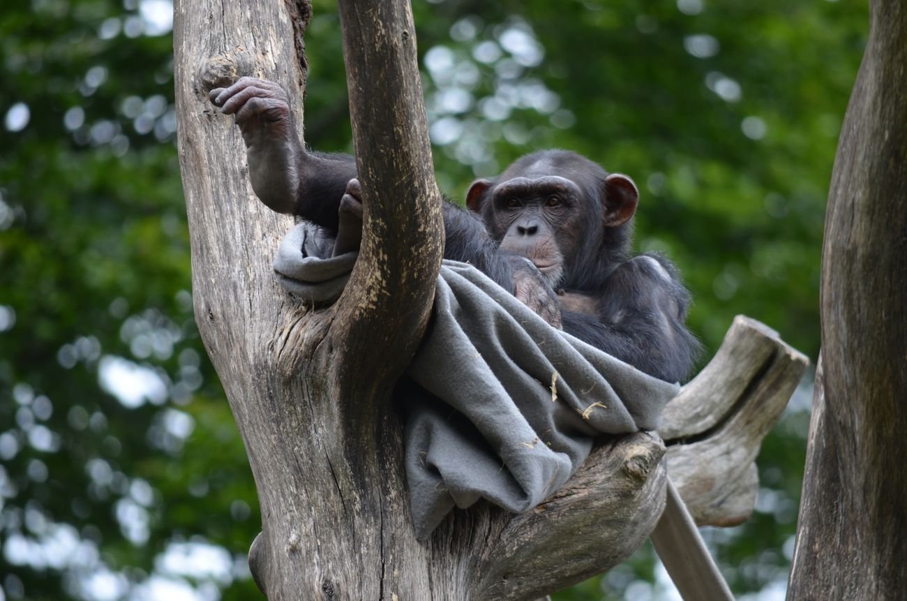 Our closest cousin, in the forest of Kibale.