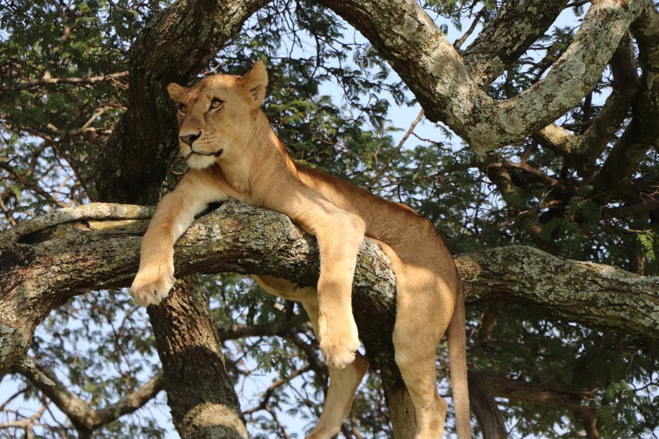 Lions that climb trees, and giants coming back.