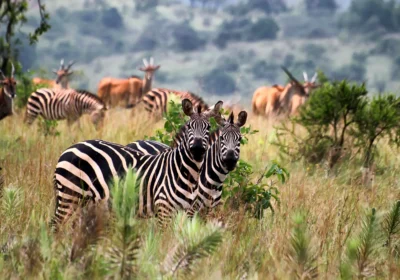 9 Days Rwanda Adventure