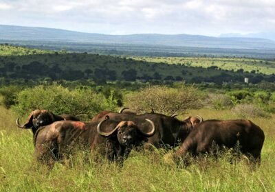 10 Days Kenya Circuit Safari