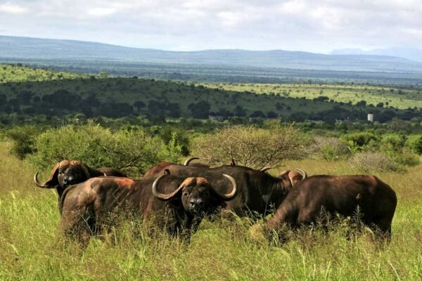 10 Days Kenya Circuit Safari