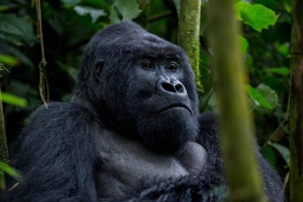 6 Days Gorilla & Chimp Adventure