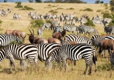 8 Days Uganda Wildlife Adventure