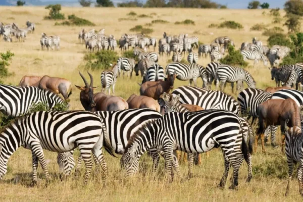 8 Days Uganda Wildlife Adventure