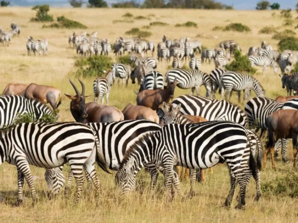 8 Days Uganda Wildlife Adventure