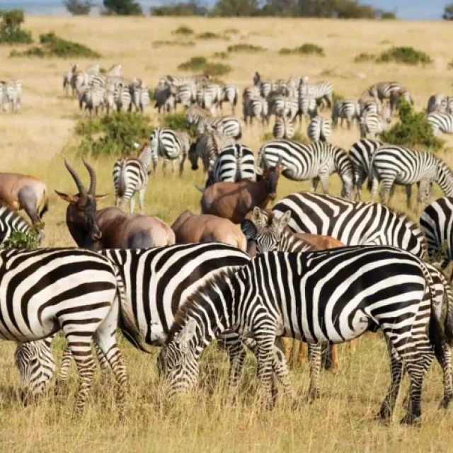 8 Days Uganda Wildlife Adventure