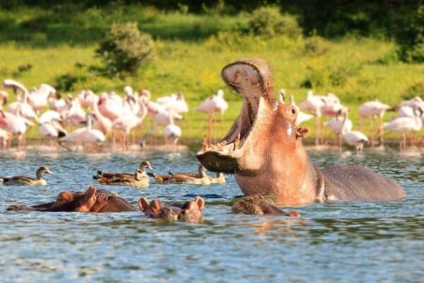8 Days Masai Mara & Great Rift Valley Lakes