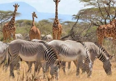 Why Ruaha National Park Is East Africa’s Best-Kept Safari Secret