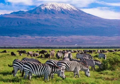 6 Days Amboseli Nakuru & Mara