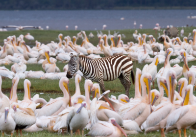 5-Day Masai Mara & Lake Naivasha