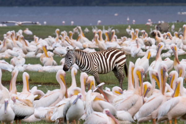 5-Day Masai Mara & Lake Naivasha