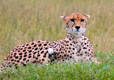 Masai Mara Safari: Kenya’s Ultimate Big Cat & Great Migration Experience