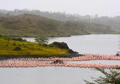 Lake Nakuru National Park: Kenya’s Paradise of Rhinos, Flamingos, and Scenic Beauty