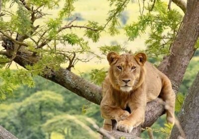 Queen Elizabeth National Park Safari: Uganda’s Most Diverse Wildlife Experience