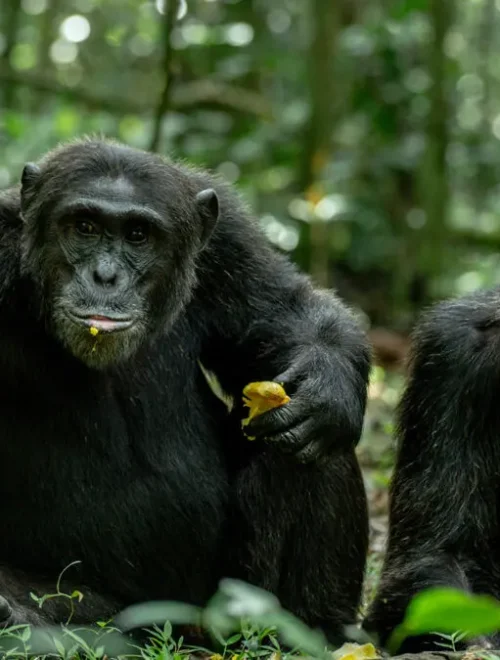 3 Days Kibale Chimpanzee Trekking Safari