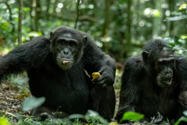 3 Days Kibale Chimp Trekking