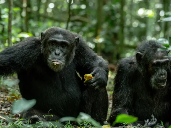 3 Days Kibale Chimp Trekking