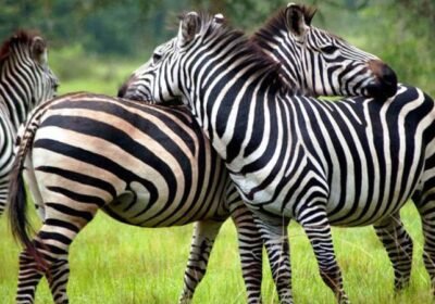 5 Days Bwindi & Lake Mburo