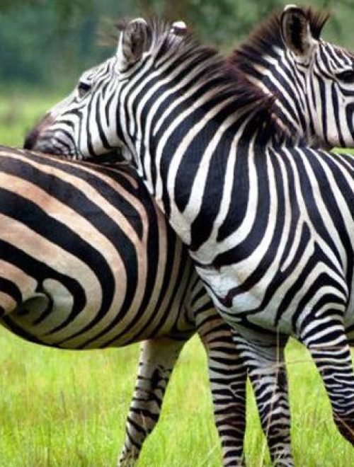 5 Days Bwindi and Lake Mburo National Park