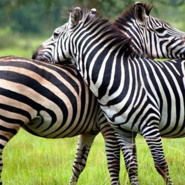 5 Days Bwindi & Lake Mburo