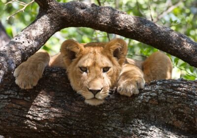 3 Days Lake Manyara National Park