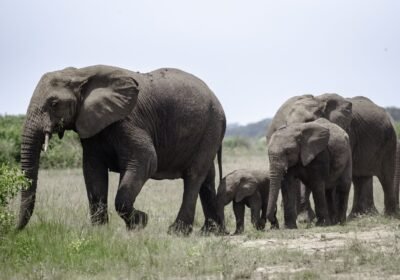 7 Days Northern & Southern Safari