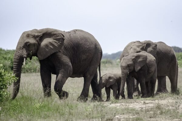 7 Days Northern & Southern Safari