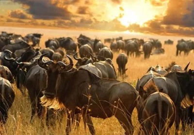 4-Day Migration Safari