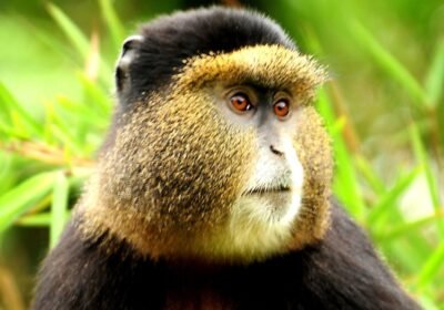 5 Days Rwanda Primates Safari