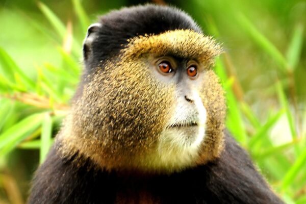 5 Days Rwanda Primates Safari