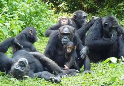 10 Days Uganda Primate Safari