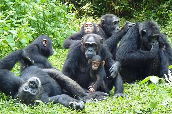 10 Days Uganda Primate Safari
