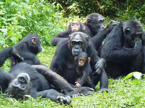 10 Days Uganda Primate Safari