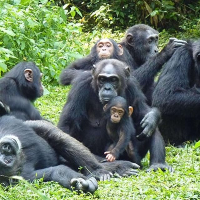 10 Days Uganda Primate Safari