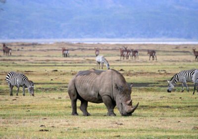 4 Days Ngorongoro Crater