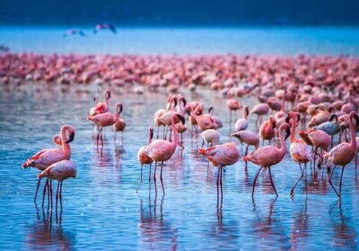 5-Day Kenya Big Five Safari