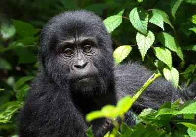 Rwanda Gorilla Safari vs Uganda Gorilla Trekking: Which Is Better for You?
