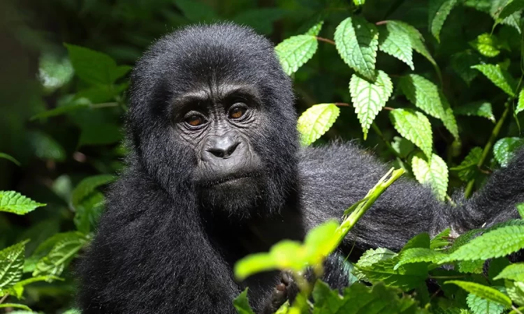 Rwanda Gorilla Safari vs Uganda Gorilla Trekking: Which Is Better for You?