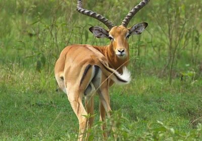 Sustainable Safari Tours in Uganda: How Responsible Travel Protects Wildlife