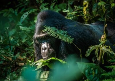 Bwindi Gorilla Trekking Explained: What Makes This Park the Best in Africa?