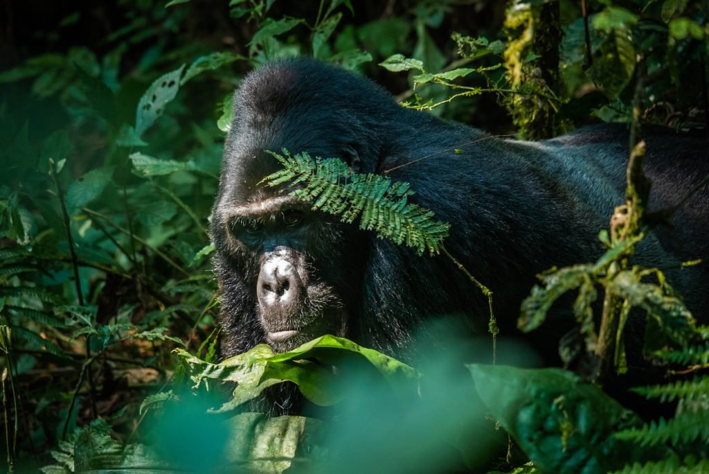 Bwindi Gorilla Trekking Explained: What Makes This Park the Best in Africa?