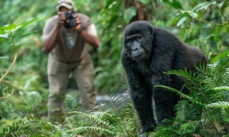 Ultimate Guide to Gorilla Trekking in Uganda: Permits & Best Time to Go