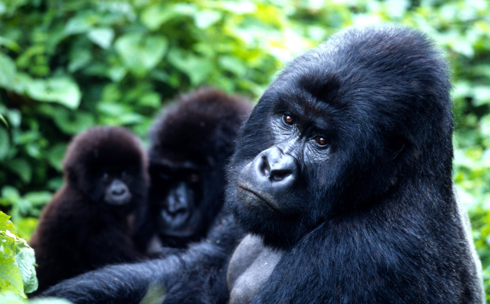 Gorilla gorilla beringei
Mountain gorilla
Family at play
Virunga National Park, Democratic Republic of Congo