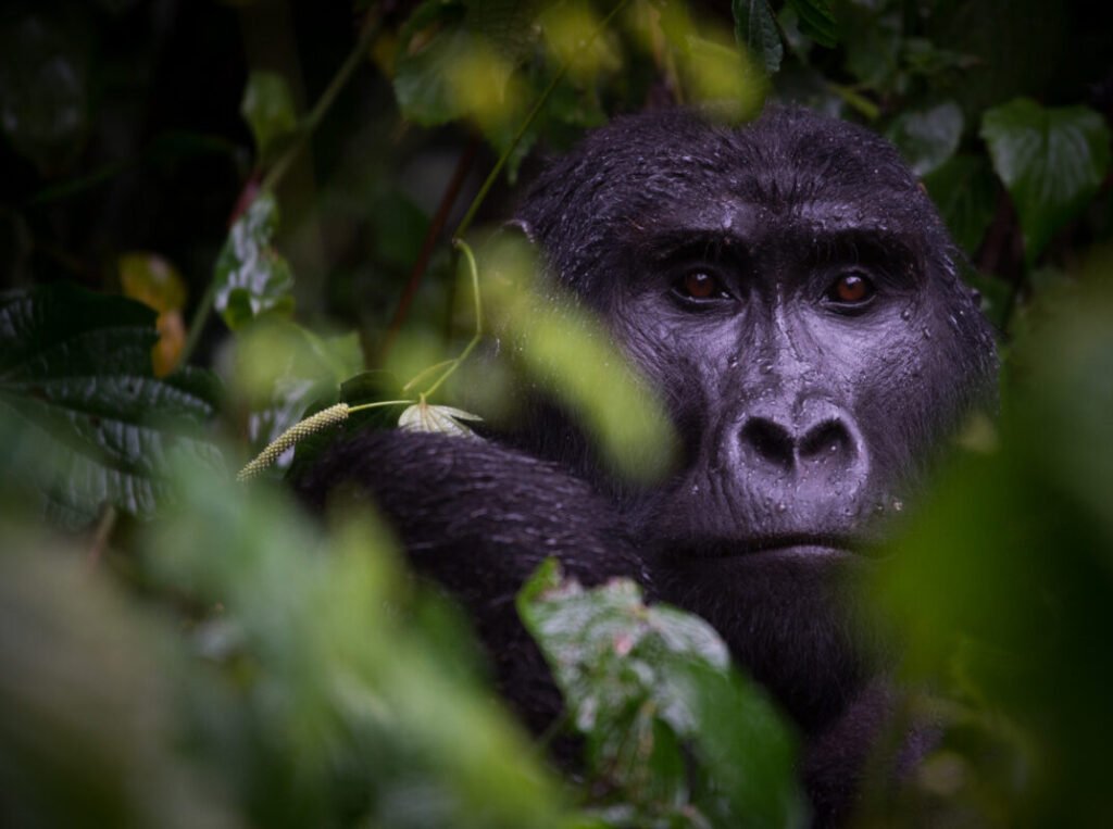 Bwindi Gorilla Trekking Explained: What Makes This Park the Best in Africa?