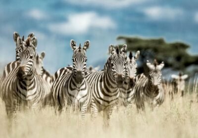 Kenya Tanzania Safari Combo: The Ultimate Big Five & Migration Experience