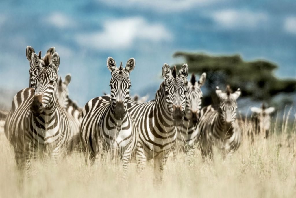 Kenya Tanzania Safari Combo: The Ultimate Big Five & Migration Experience