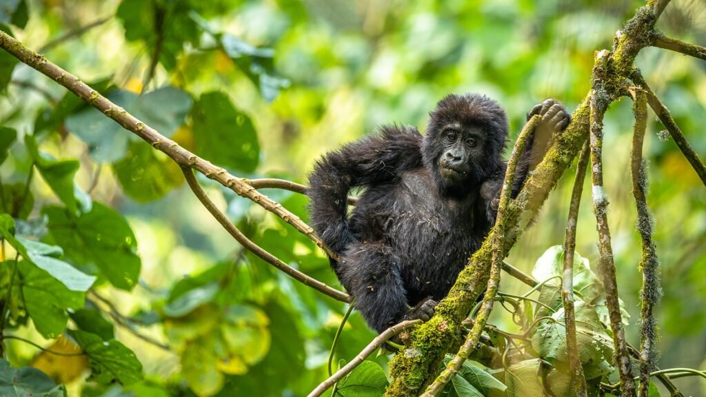 Top Uganda Wildlife Safari Experiences Beyond Gorilla Trekking
