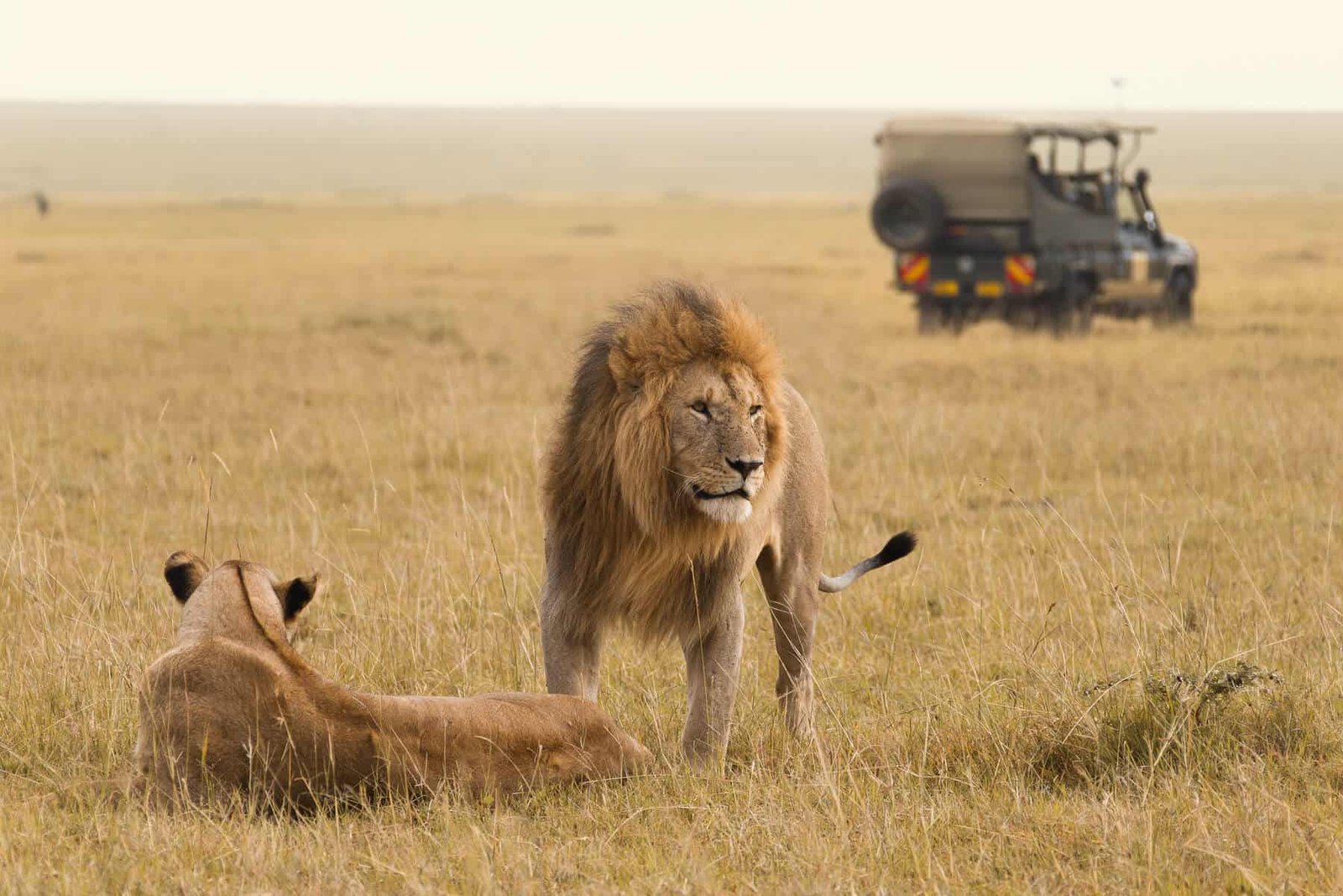 African Safari From Canada: Everything You Need to Know Before You Travel