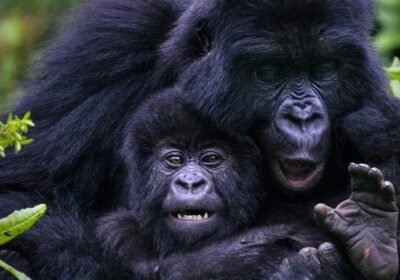 Ultimate Guide to Gorilla Trekking in Uganda: Permits & Best Time to Go